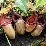 Nepenthes sibuyanensis x robcantleyi, BE-3713