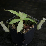 Nepenthes northiana