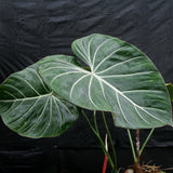 Philodendron gloriosum