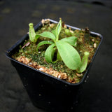 Nepenthes veitchii [(Murud x Candy) -Best Clone x "Cobra"], CAR-0207