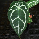 Anthurium crystallinum 'Dark' x forgetii Silver, CAR-0238