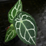 Anthurium crystallinum 'Dark' x forgetii Silver, CAR-0238