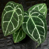 Anthurium crystallinum 'Dark' x forgetii Silver, CAR-0238