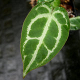 Anthurium crystallinum "Dark" x (crystallinum x magnificum) 'Thai Red', CAR-0237