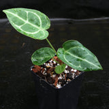 Anthurium crystallinum "Dark" x (crystallinum x magnificum) 'Thai Red', CAR-0237 - wholesale