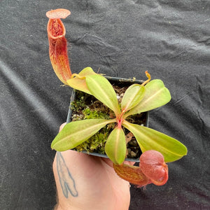 Nepenthes Red Dragon x veitchii Pink Candy Cane, pitcher plant, carnivorous plant, collectors plant, large pitchers, rare plants 