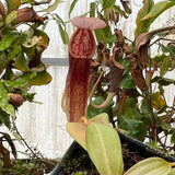 Nepenthes Red Dragon x veitchii Pink Candy Cane