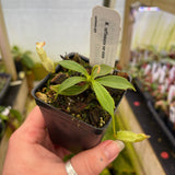 Nepenthes rafflesiana var alata Pitcher Plant