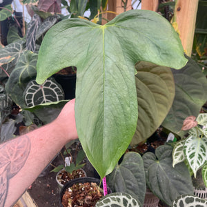 Anthurium truncicola