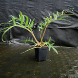 Philodendron tortum