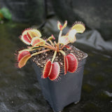 Venus Flytrap "King Henry" (Dionaea muscipula) Wholesale