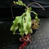 Nepenthes mirabilis winged x ampullaria Black Miracle