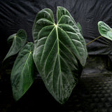 Anthurium crystallinum Dark x papillilaminum, CAR-0241 - wholesale