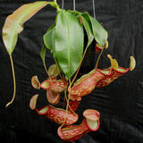 Nepenthes 'Gaya'