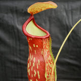 Nepenthes 'Gaya'