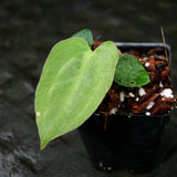 Anthurium crystallinum Dark x papillilaminum, CAR-0241