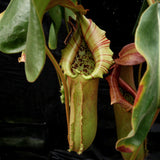 Nepenthes truncata, Hiroshima