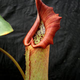 Nepenthes truncata, Hiroshima