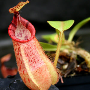 Nepenthes hamata x veitchii