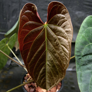 Anthurium crystallinum Dark x papillilaminum, CAR-0241 - wholesale