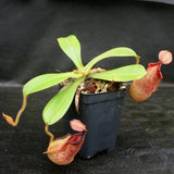 Nepenthes hamata x veitchii