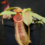 Nepenthes hamata x veitchii