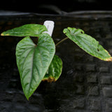 Anthurium debilis