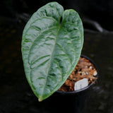 Anthurium debilis