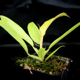 Philodendron Golden Saw