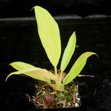 Philodendron Golden Saw