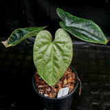 Anthurium debilis