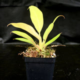 Philodendron Golden Saw