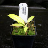 Philodendron Golden Saw