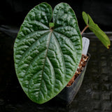 Anthurium debilis