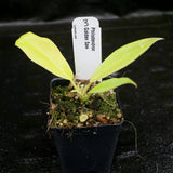 Philodendron Golden Saw