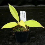 Philodendron Golden Saw