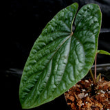 Anthurium debilis