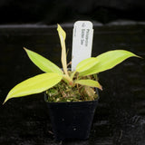 Philodendron Golden Saw