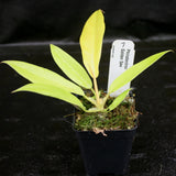 Philodendron Golden Saw