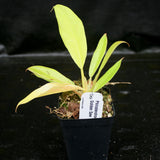 Philodendron Golden Saw