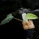 Philodendron verrucosum "Euro clone 1"