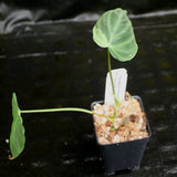 Philodendron verrucosum "Euro clone 1"