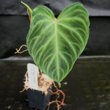 Philodendron verrucosum "Euro clone 1"