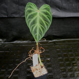 Philodendron verrucosum "Euro clone 1"