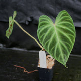 Philodendron verrucosum "Euro clone 1"