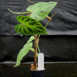 Philodendron verrucosum "Euro clone 1"