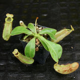 Nepenthes veitchii "Big Mama" x Redonkulas, CAR-0152