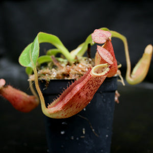 Nepenthes veitchii x (burbidgeae x edwardsiana)