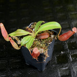 Nepenthes veitchii x (burbidgeae x edwardsiana)