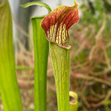 Sarracenia alata Dutch Super, Black Tube